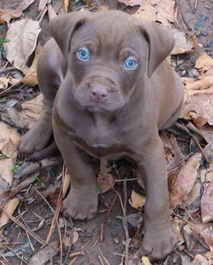 Chocolate Red Nose Pitbull Puppies | Chocolate Red Nose Pit Bull Puppy
