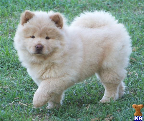 Chow Chow Puppy!!!!