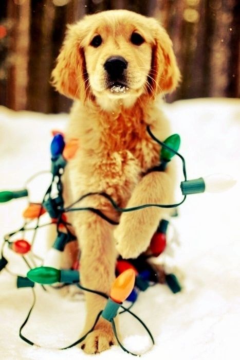 Christmas tree pup :)