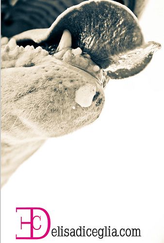 Ciro's long tongue)) #Bull #Terrier #Dog #Tongue #Portrait