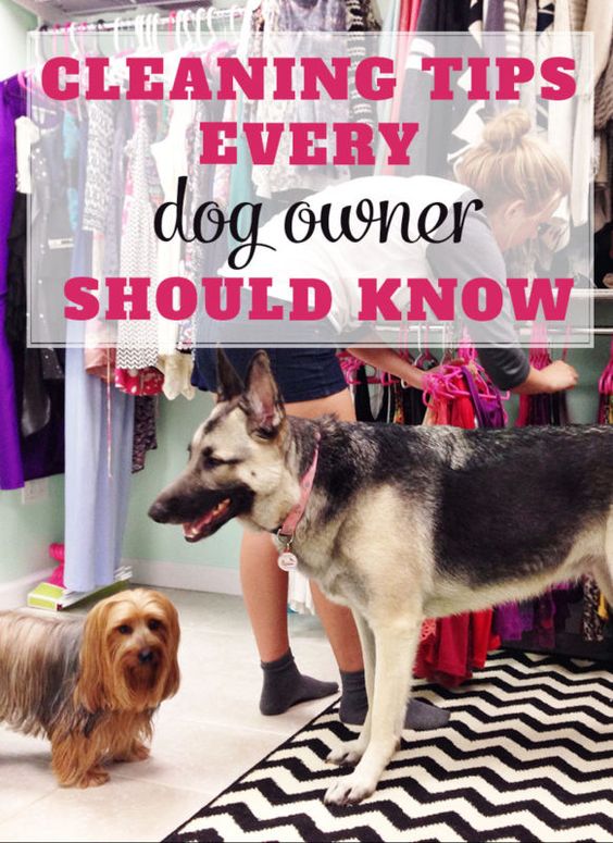CLEANING TIPS EVERY DOG OWNER SHOULD KNOW: Click for details: