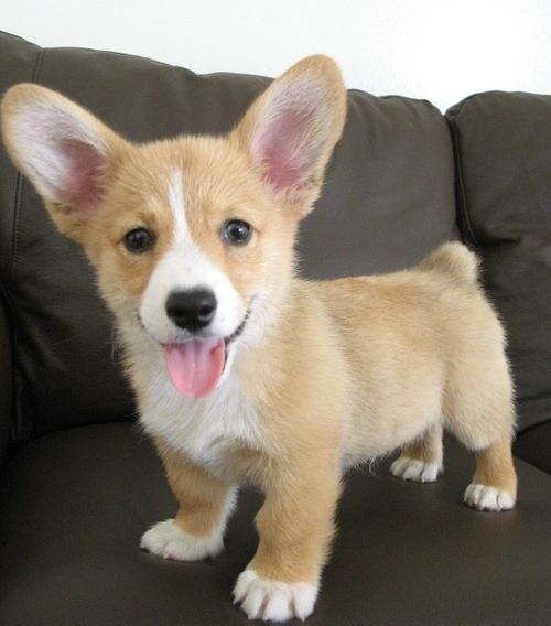 Click link for more corgies than the legal limit. Ohmygoodness now I really really really want one!!!