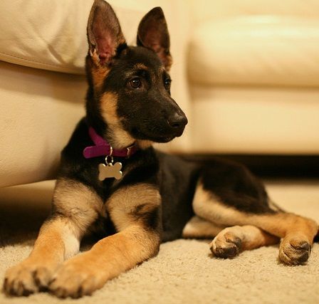 Click on the photo above to learn how to choose the proper German Shepherd food