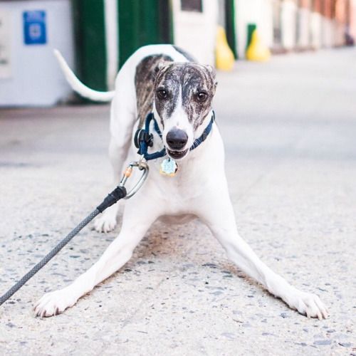 Cliff, Whippet (3 y/o), Perry & Greenwich St, New York, NY • “He can run faster going sideways than I can going forward.”