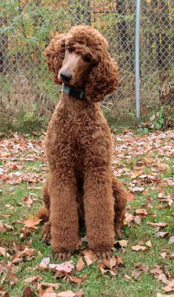Clifford has the head tilt and Ninja Poodle down to a fine art! - Poodle Forum - Standard Poodle, Toy Poodle, Miniature Poodle Forum ALL Poodle owners too!