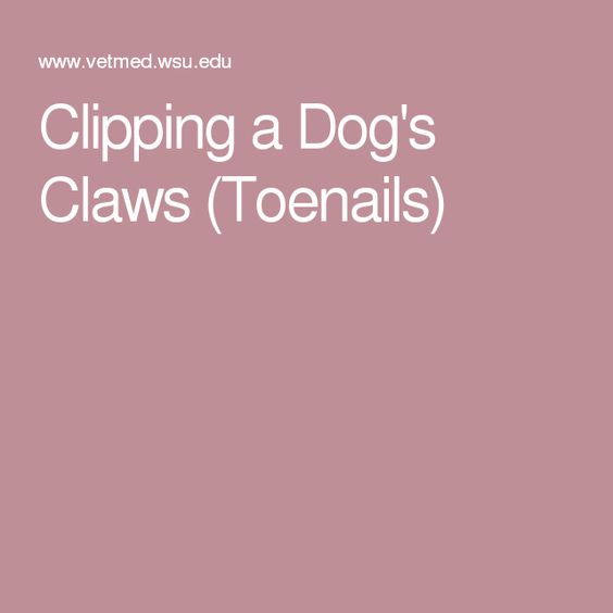 Clipping a Dog's Claws (Toenails)