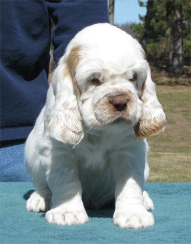 Clumber Spaniel puppy; they look like a cross between a Basset Hound and a Cocker Spaniel.