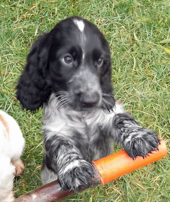 cocer spaniels types with pictures | Show type cocker spaniel puppy | Gainsborough, Lincolnshire ...