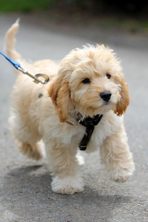 Cockapoo, I will have you one day