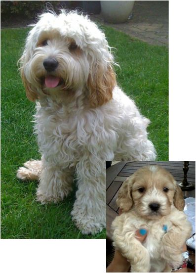 Cockapoo - the cross of an American Cocker Spaniel or English Cocker Spaniel and a poodle (puppy to adult photo)