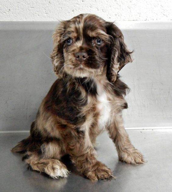 cocker spaniel puppies , adorable omg!!! Seriously i want this dog!!!!
