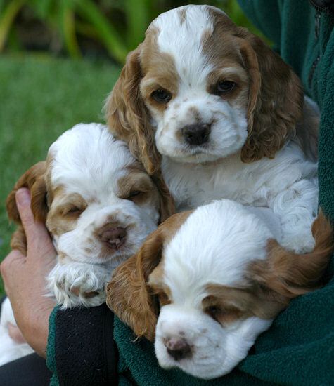 Cocker Spaniel Puppies by the handful