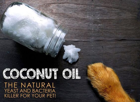 COCONUT OIL KILLS BACTERIA, VIRUSES AND FUNGI IN/ON YOUR PET! Ranked in the top 10 most important food medicines, coconut oil is a must add to your pet’s diet! With over 13 Evidence-Based Medicinal Properties, the one we love the most is its yeast-bustin’ abilities! The recommended dosage for feeding is: • ½ teaspoon for every 10lbs of body weight daily Or, if using topically, just rub the oil on your hands and apply to your pet’s coat (remember not to over do it!). PLANET PAWS