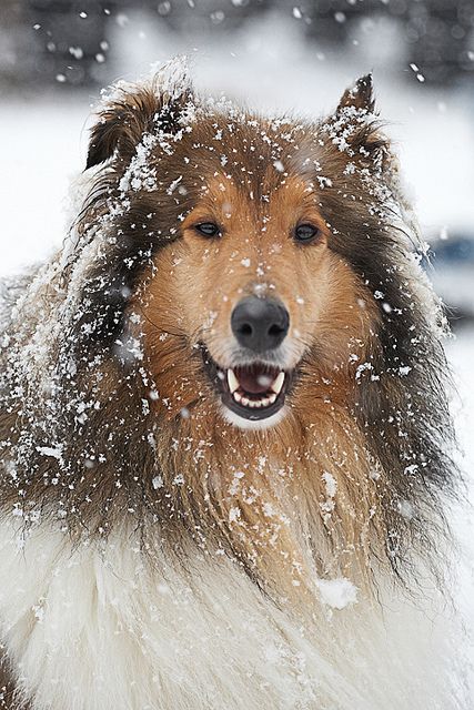 Collie in snow