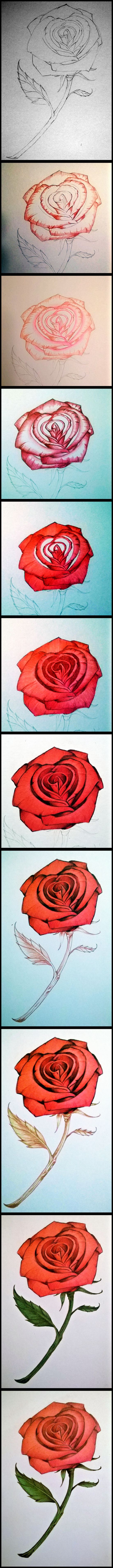 colored pencil rose