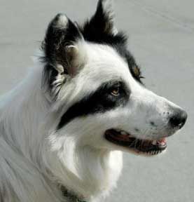 colour-headed white border collie with an amazing split face! please clone your dog for me!