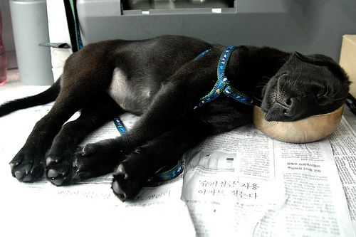 Conked Out: Puppies Too Tired To Eat (Photos)