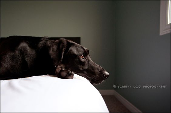 contemporary, lifestyle, on-location pet photography, capturing the spirit of your pet, award winning, best, photographer