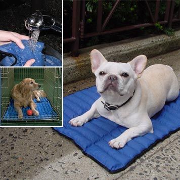 Cooling Mat for puppies in the summer. I just love the Frenchie.
