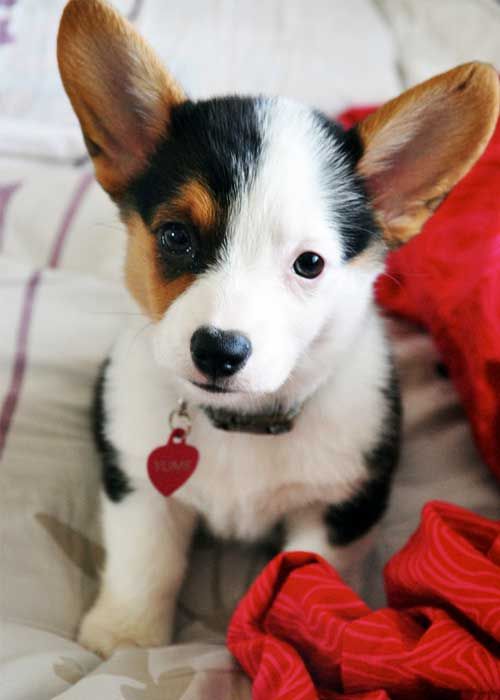 Corgi ♥ * in the AKC world she would be labeled flawed because of white side of her face - as a puppy she gets 