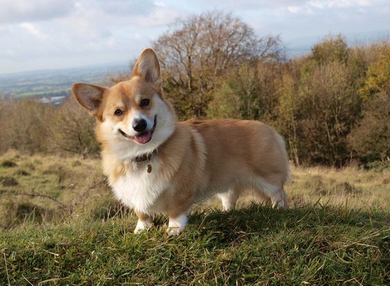 Corgi's have the best smile! For more smiles check out 40 Things That Make Corgis Happy on BuzzFeed