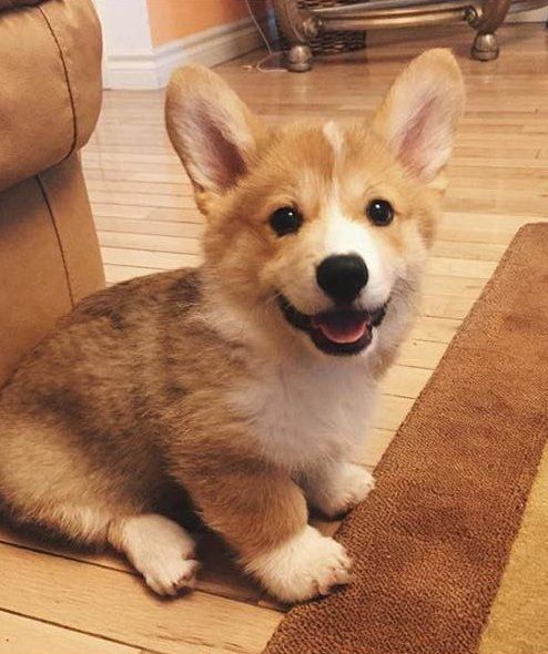 Corgis live to be 10 to 12 years old and are cute their whole life span, but estra cute as puppies.