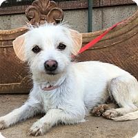 Coton de Tulear/Westie, West Highland White Terrier Mix Dog for adoption in Santa Ana, California - Charlott