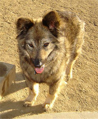 Coy dog---Coyote mixed with Domestic Dog