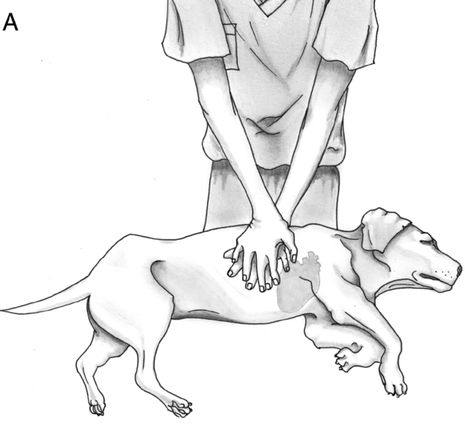 CPR techniques for dogs, every dog owner should know how.
