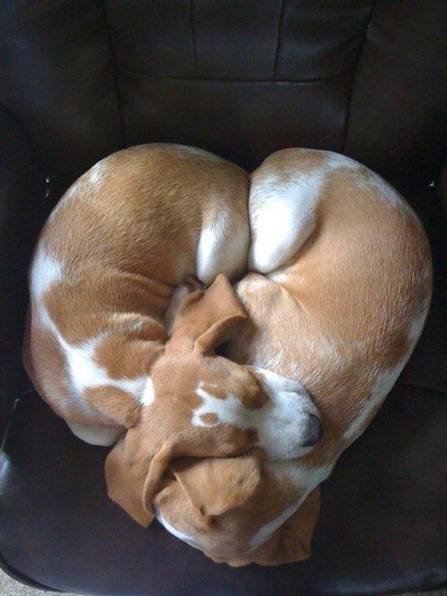 Cuddle heart