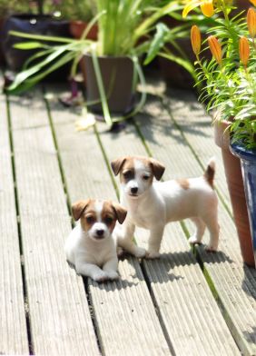 Cute 8 week old Jack Russell foster puppies