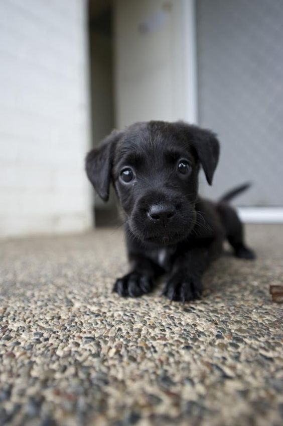 Cute Black Labrador Puppy. I may have pinned this already but who would complain about seeing this adorable face again?