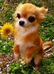 Cute Chihuahua, awww, this Chihuahua looks like my dog foxy, though we still dont know what breed of dog he is exactly. Love Your Dog? Visit our website NOW! #chihuahua #chihuahuatypes #chihuahuadogs