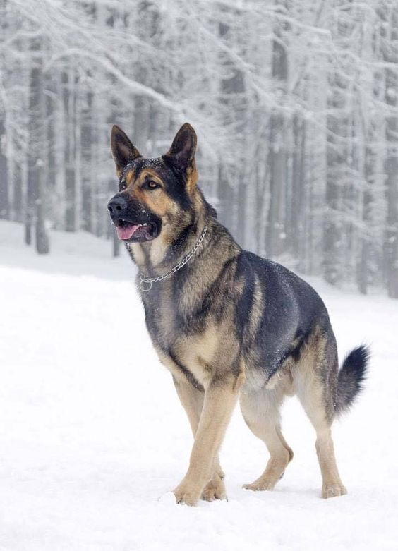 cute dog german shepherd winter