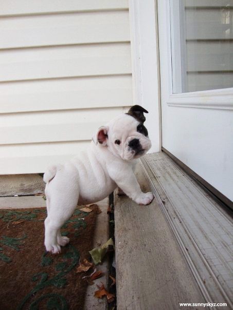 cute english bulldog puppy brings back so many memories of my Uncle who use to raise them.