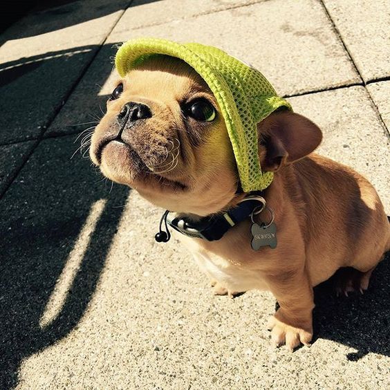 Cute Frenchie Pup