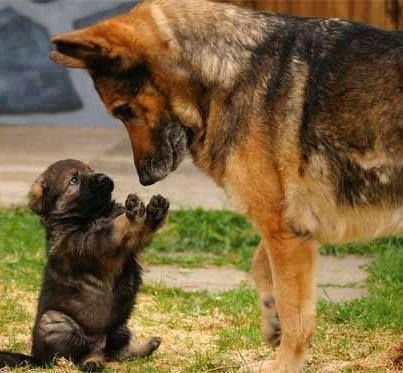 Cute German Shepherd puppy: Stop in the name of love!!!!!!!!!