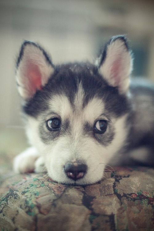#Cute husky pup. How could you resist this face?