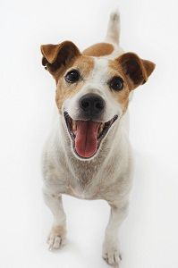 Cute Jack Russell Terrier and article 