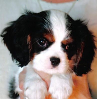 Cute little Cavalier King Charles Spaniel puppy. Just like my baby!