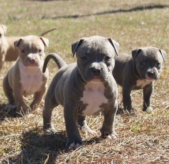 Cute Pitbulls!  term Pitbull is to American Staffordshire Terrier as the term Weiner dog is to Dachshund. Very cute puppies!