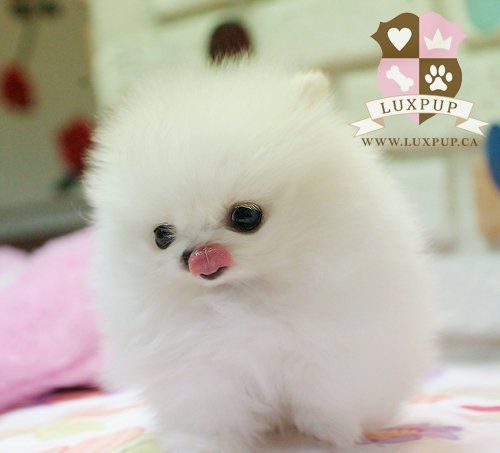 #Cute Pomeranian Puppy ♥