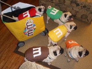 Cute Pug Puppies in Halloween Costumes | Carl Crossman Blog