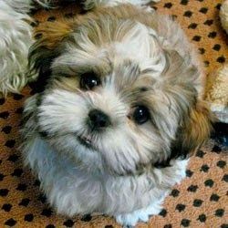 Cute puppy and dog: Cute Beautiful Shih Tzu Puppy