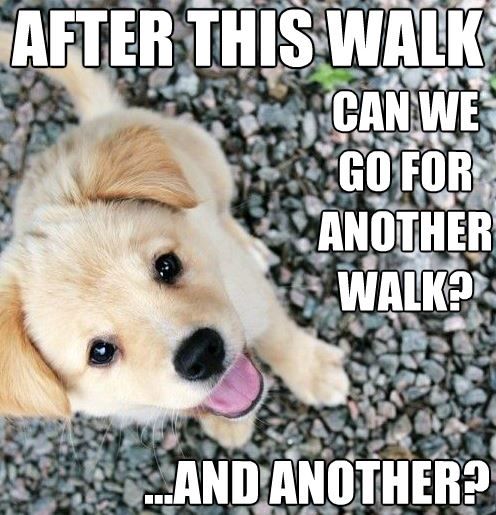 Cute puppy meme! Such a funny loldog ~ pretty much the cutest puppy ever!