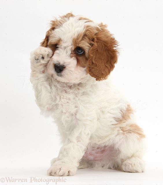 Cute red-and-white Cavapoo puppy, 6 weeks old