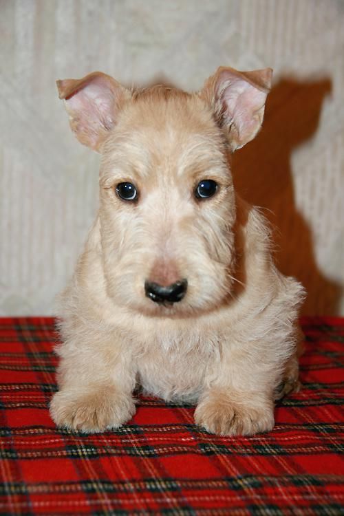 Cute Scottish Terrier Puppy