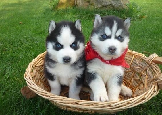 cute siberian husky puppies with blue eyes