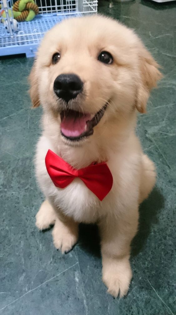 Cutest golden retriever puppy!