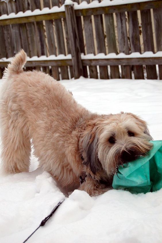 cutie in the snow! Wheaton terrier
